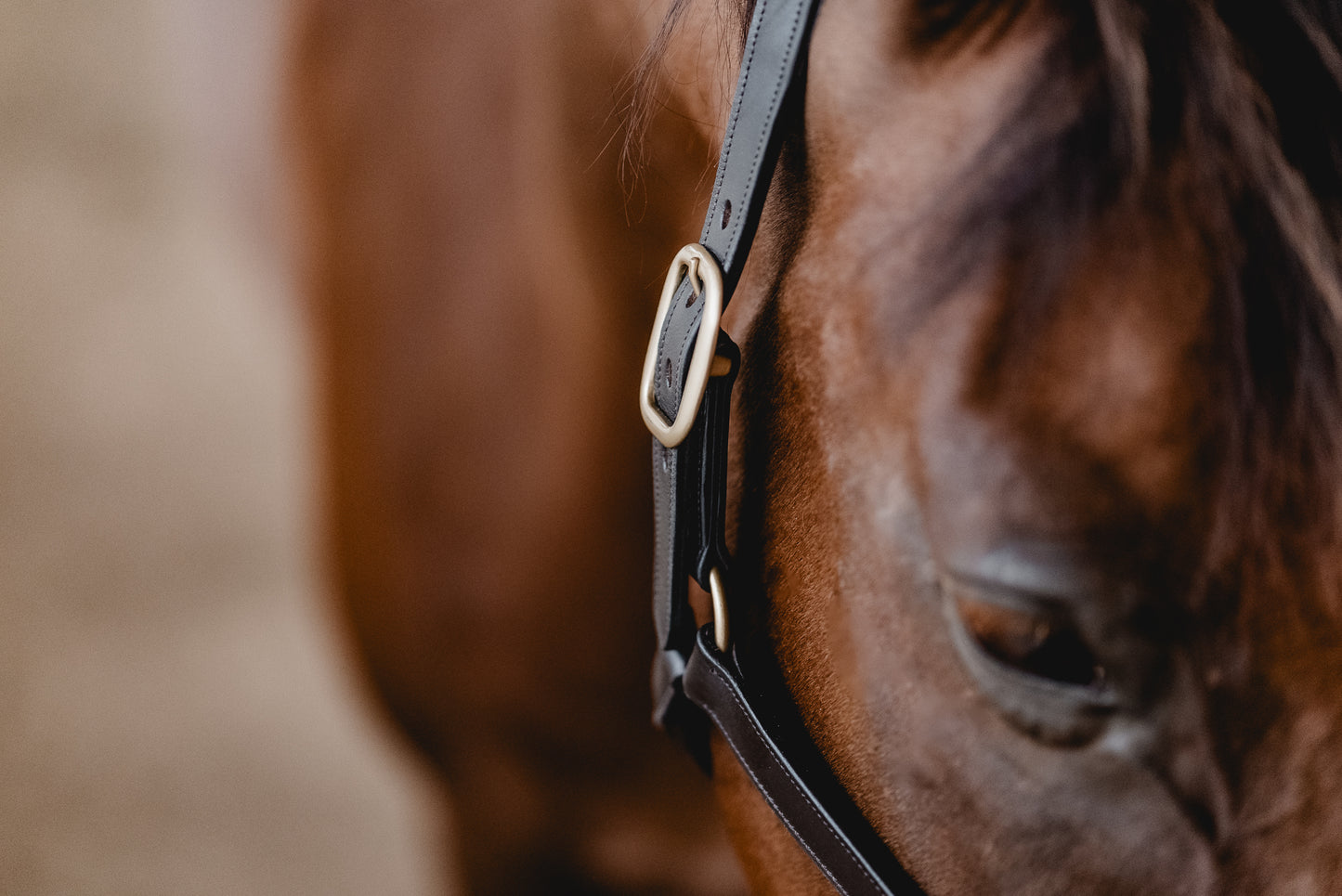 Leather halter NAME IT