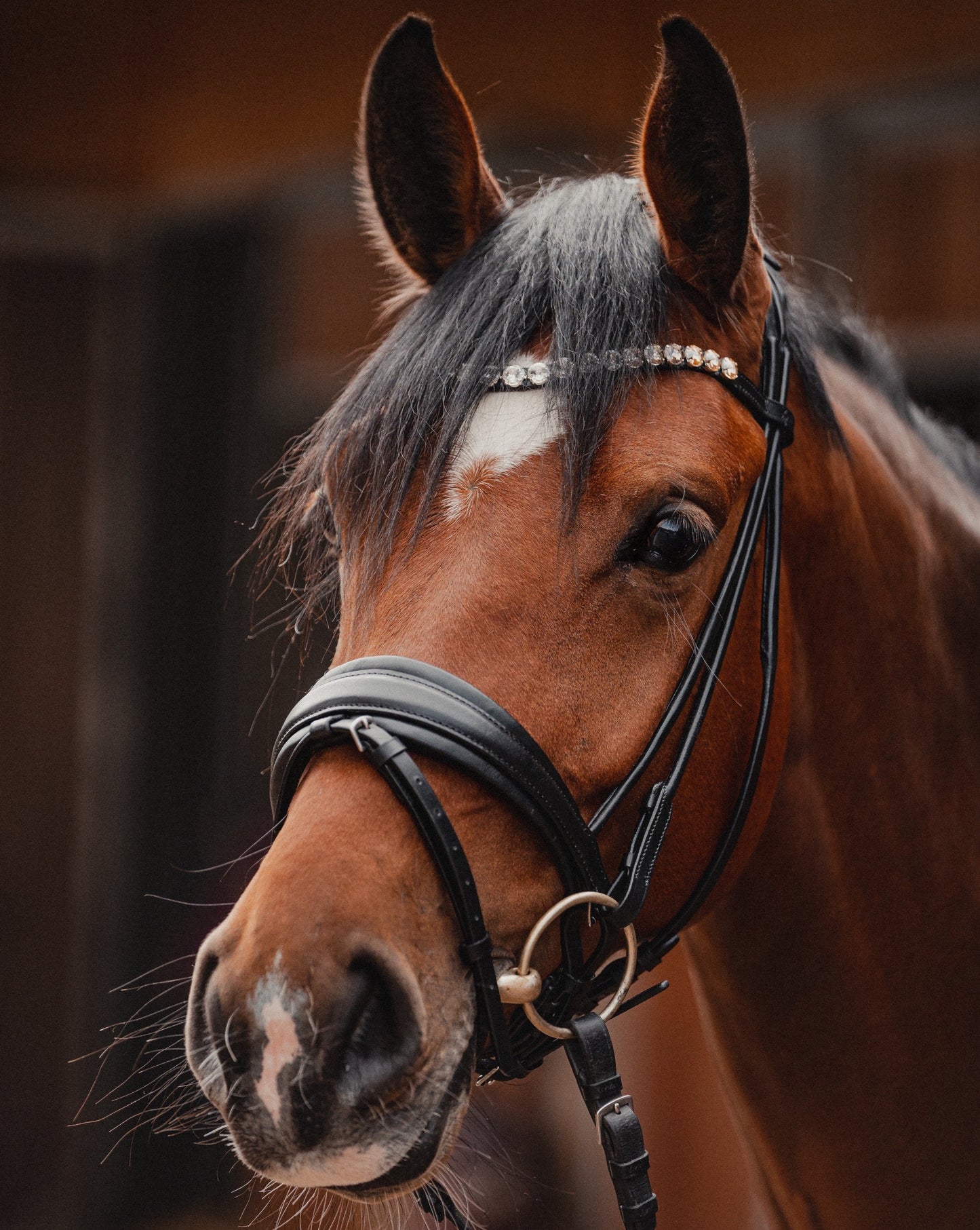 Snaffle PERFECTION