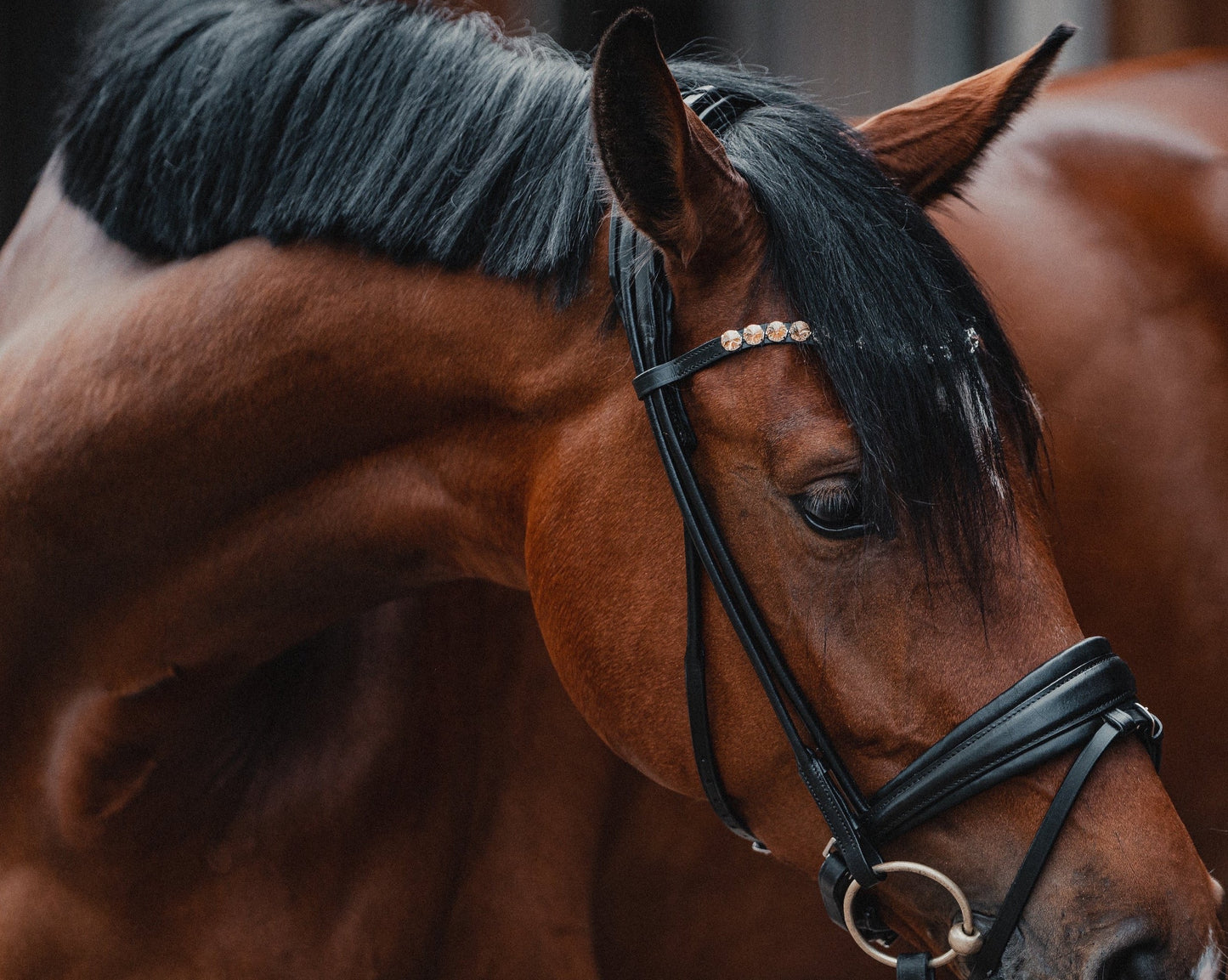 Snaffle PERFECTION