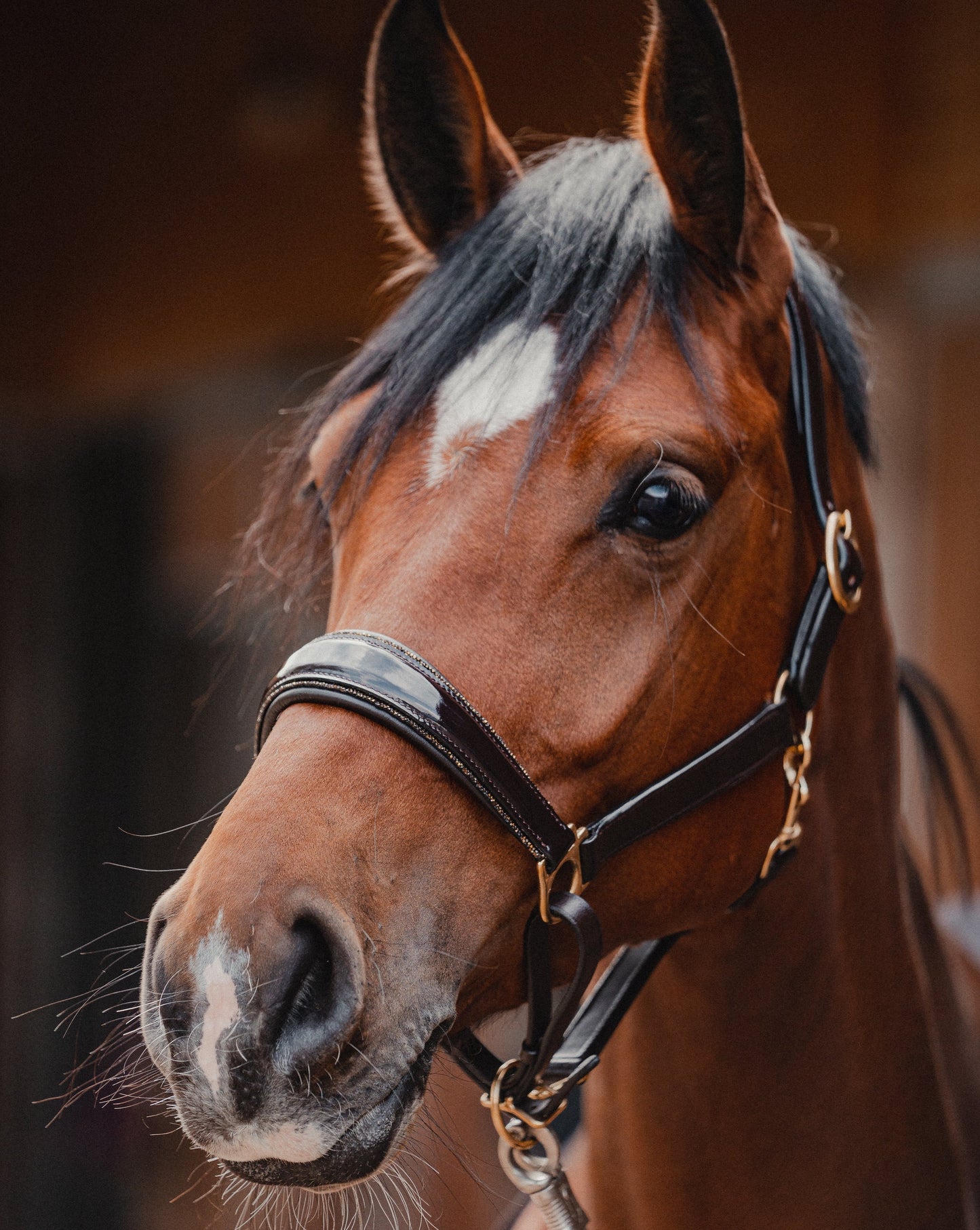 Leather halter GOLDIGGER