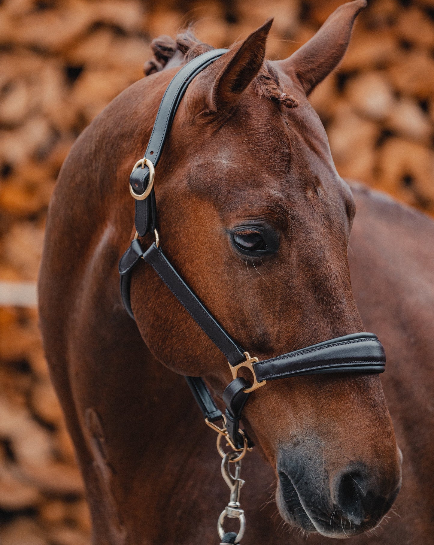 Leather halter BASIC