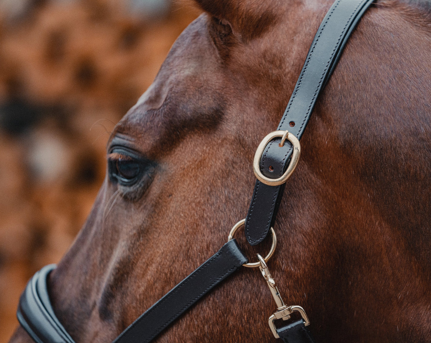 Leather halter BASIC