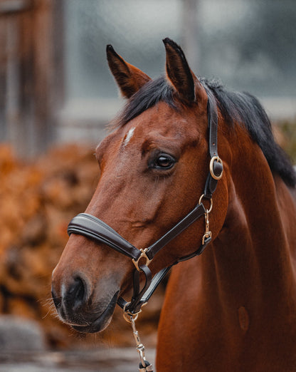 Leather halter BASIC