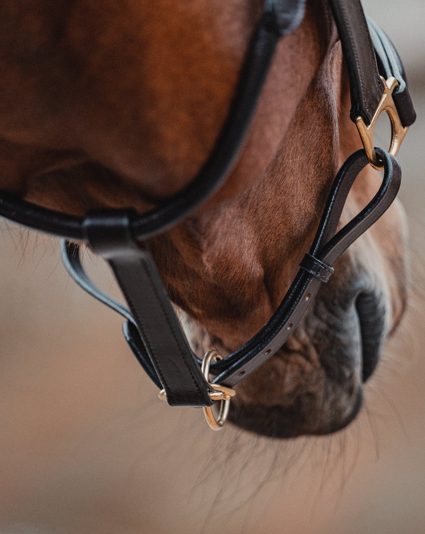 Leather halter BASIC